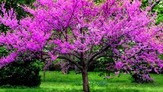 Redbud Nursery